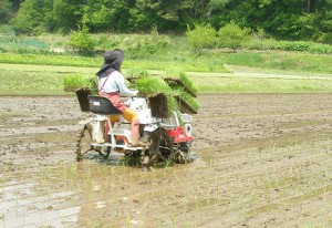 田植え