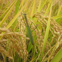 稲とカマキリ