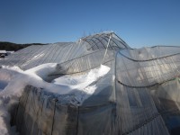 大雪で潰れたハウス